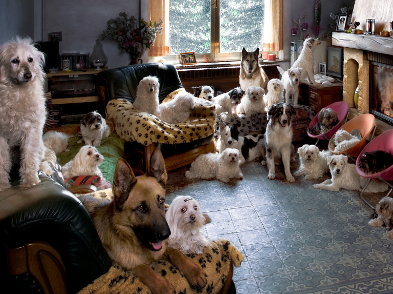 Animal Hoarding Symbolbild