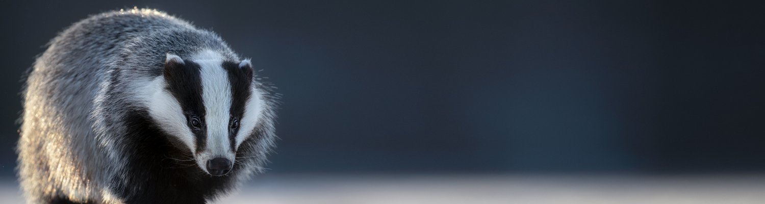 Dachs Header