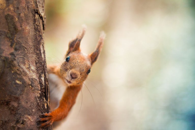 Eichhörnchen