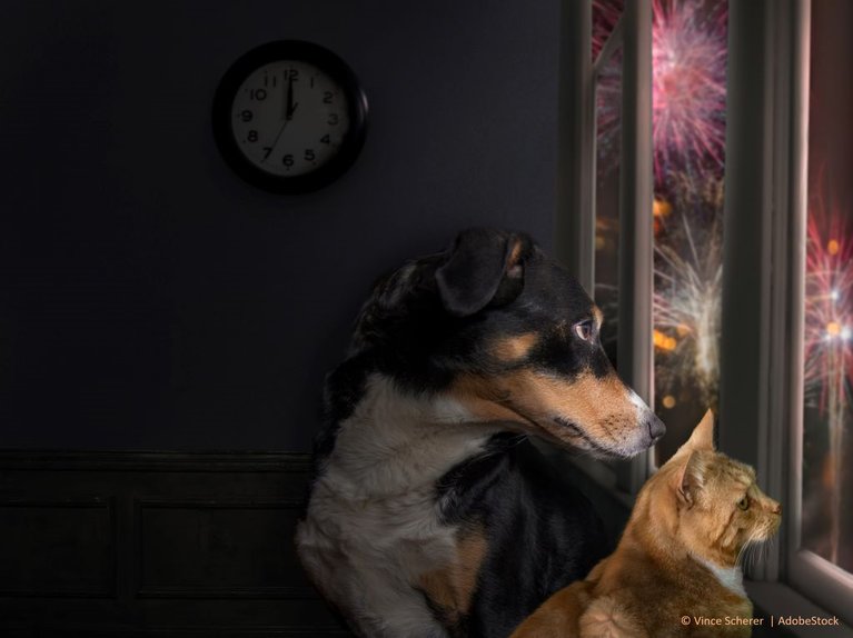 Feuerwerk Katze und Hund am Fenster