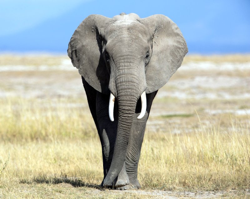 Elefant Friendsmail 2018 Nr 51