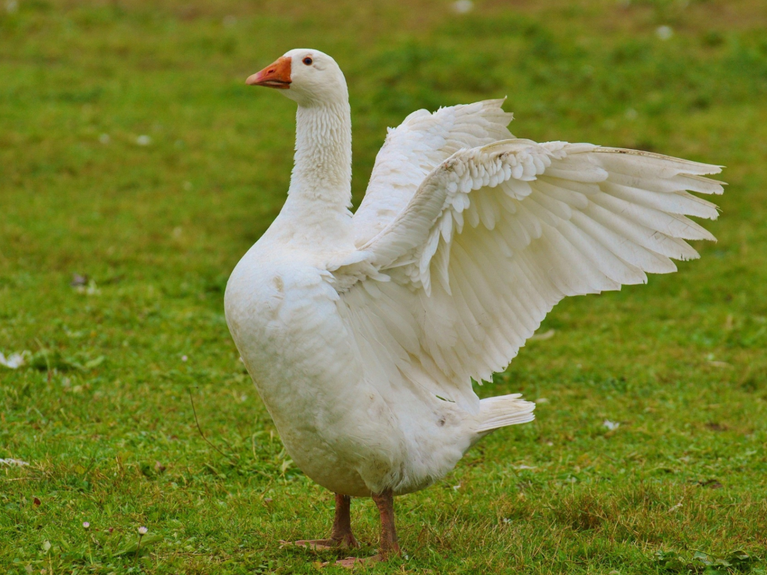 Gans beim Flügelschlagen