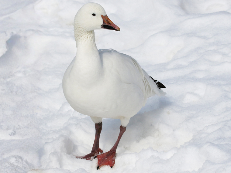 Gans im Schnee