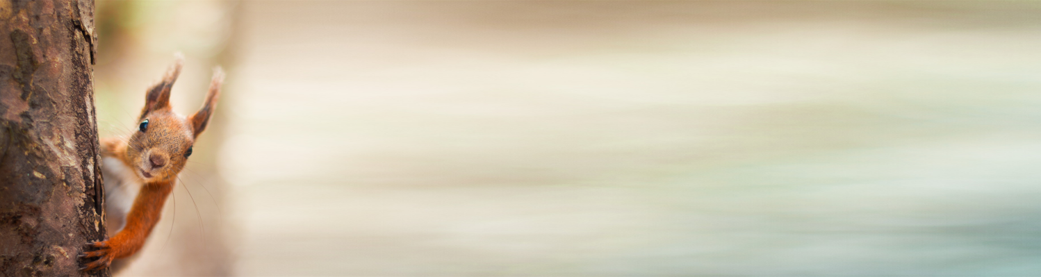 Header Eichhörnchen
