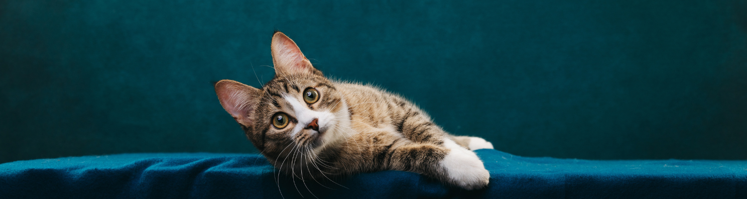 Header Katze liegt auf blauem Tuch