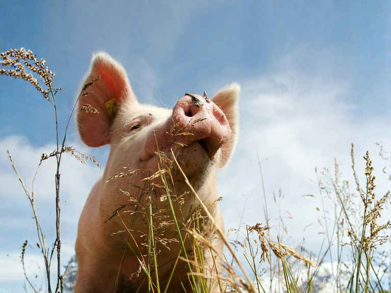 Schwein Wiese