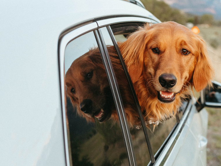Hund Autofenster
