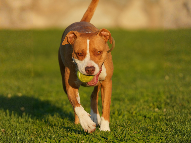 Hund mit Ball im Mund