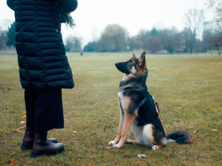 Hundetraining Schäferhund