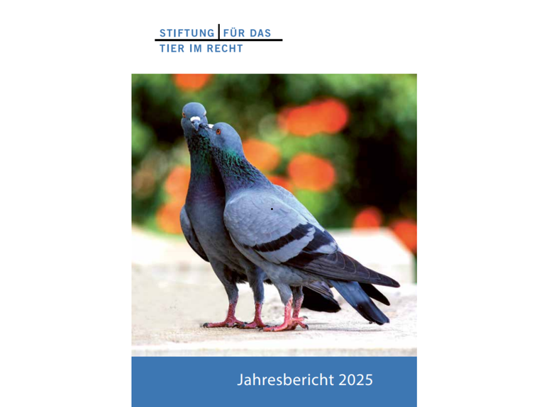 Jahresbericht 2025