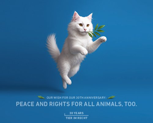 Jubiläumskampagne Katze Querformat Englisch