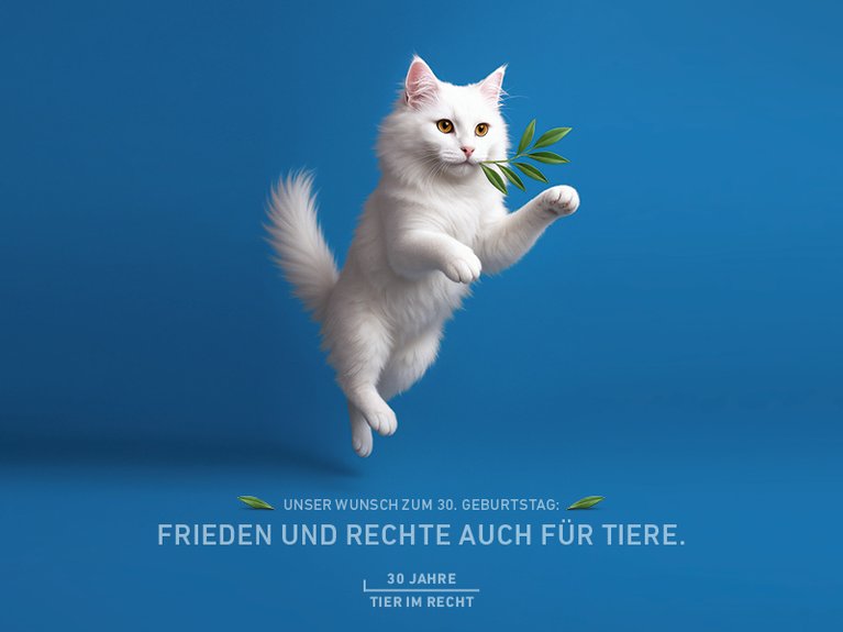 Jubiläumskampagne Katze Deutsch Querformat