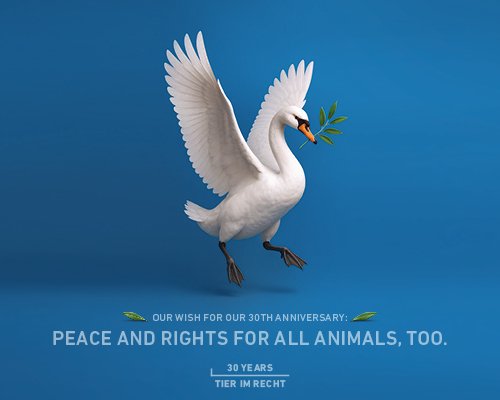 Jubiläumskampagne Schwan Querformat Englisch