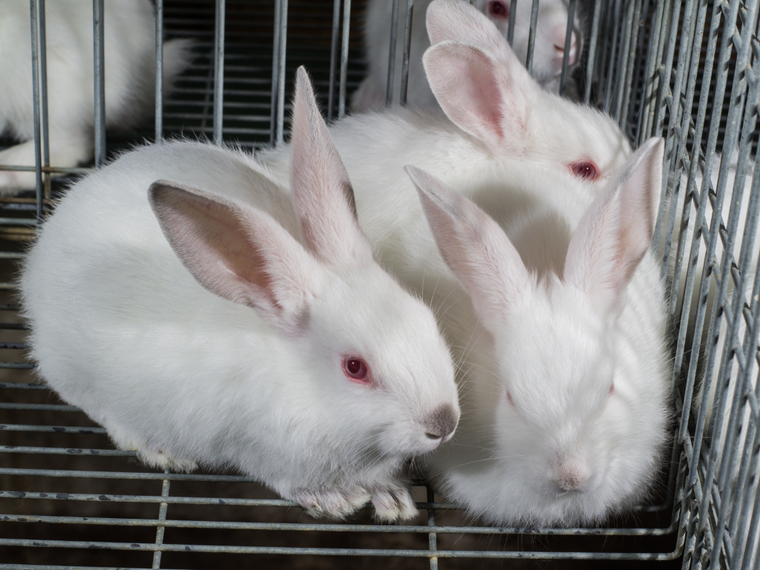 Kaninchen auf Gitterboden