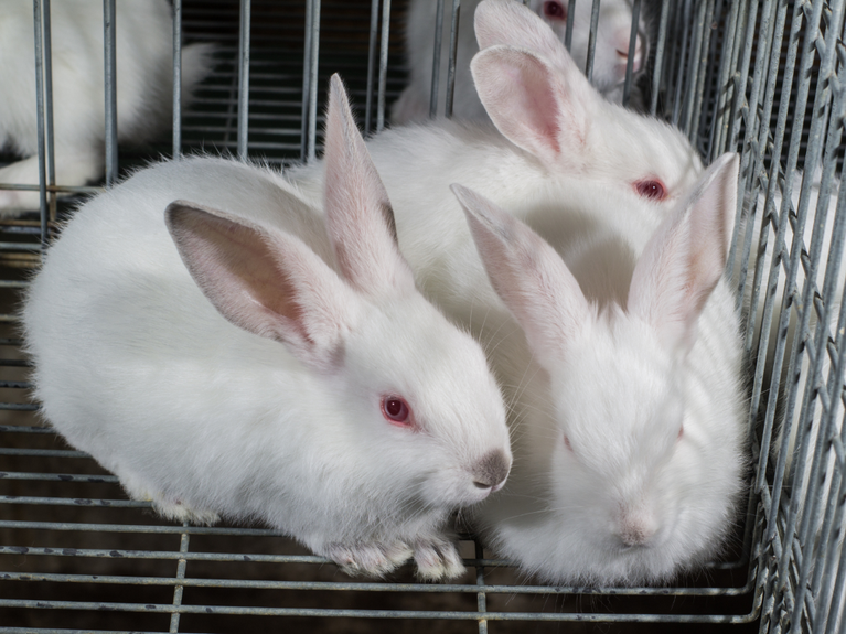Kaninchen auf Gitterboden