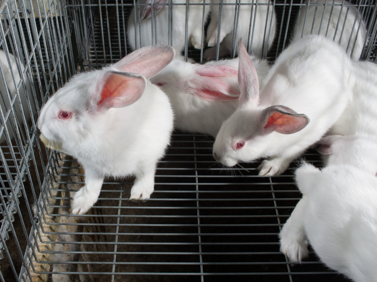 Kaninchen Käfighaltung