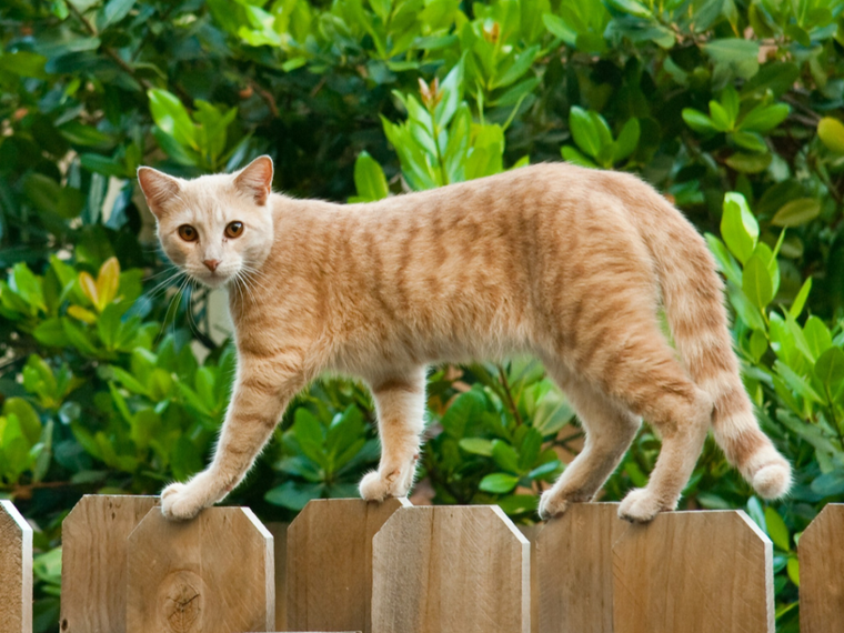 Rote Katze auf Zaun