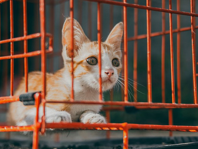 Katze sitzt in einem Käfig
