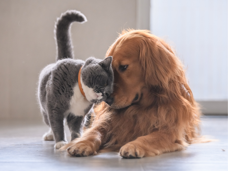 Katze und Hund