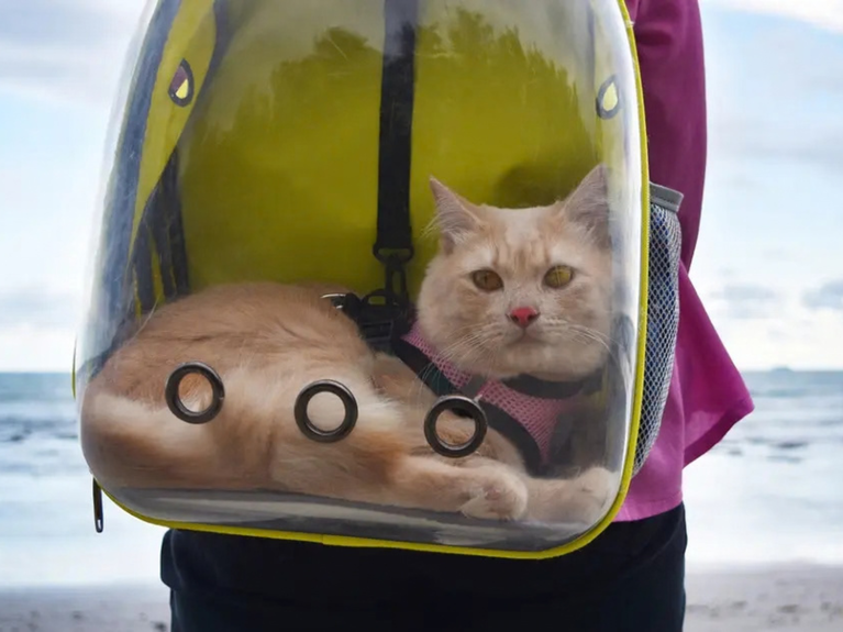 Katze in Bubblebag