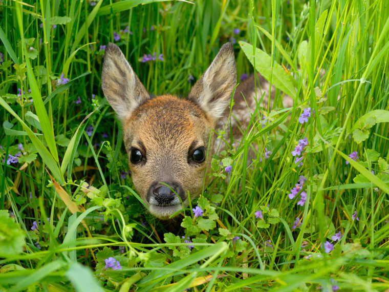 Rehkitz auf der Wiese