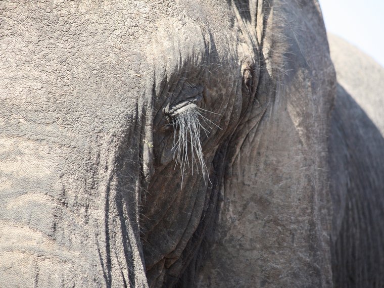 Elefant Würde