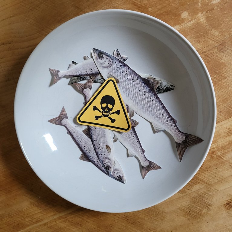 Lesetipp Winter 2025 Lachs