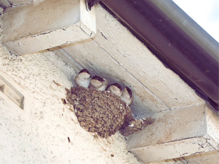 Mehlschwalben im Nest