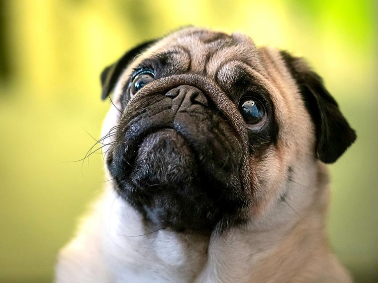 Mops