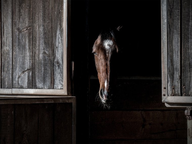 Pferd im dunklen Stall Hefenhofen 