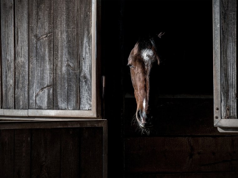 Pferd im dunklen Stall Hefenhofen