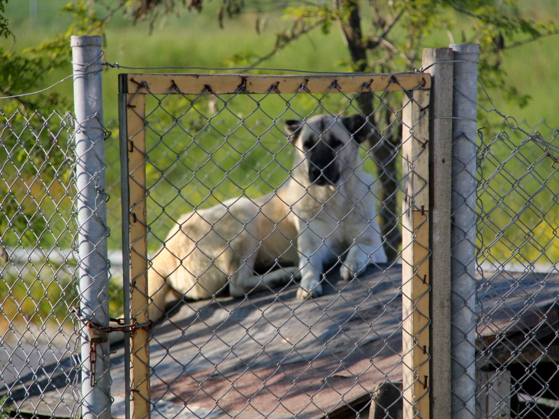 Hund hinter Zaun