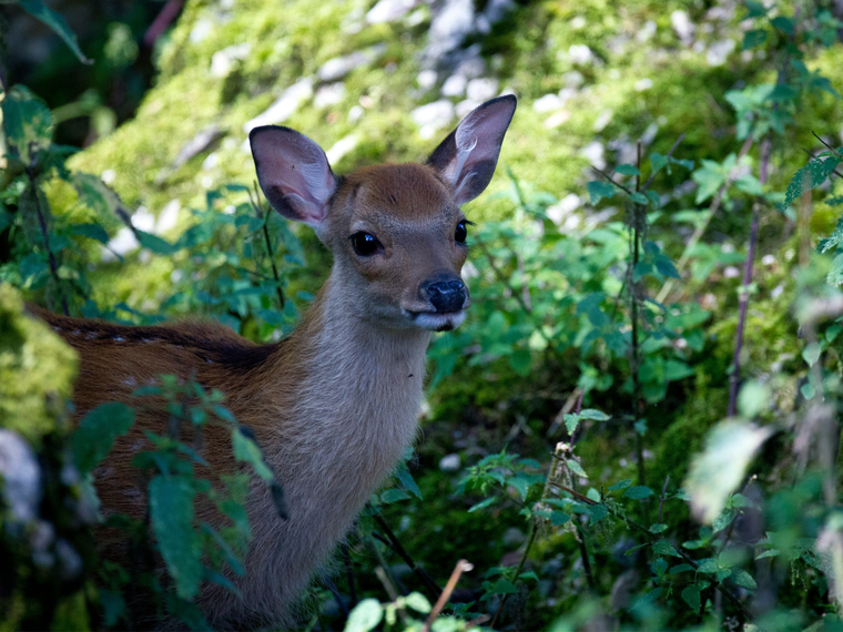 Rehkitz im grünen Wald