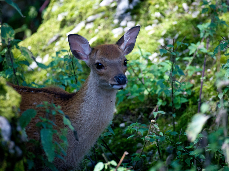 Rehkitz im grünen Wald