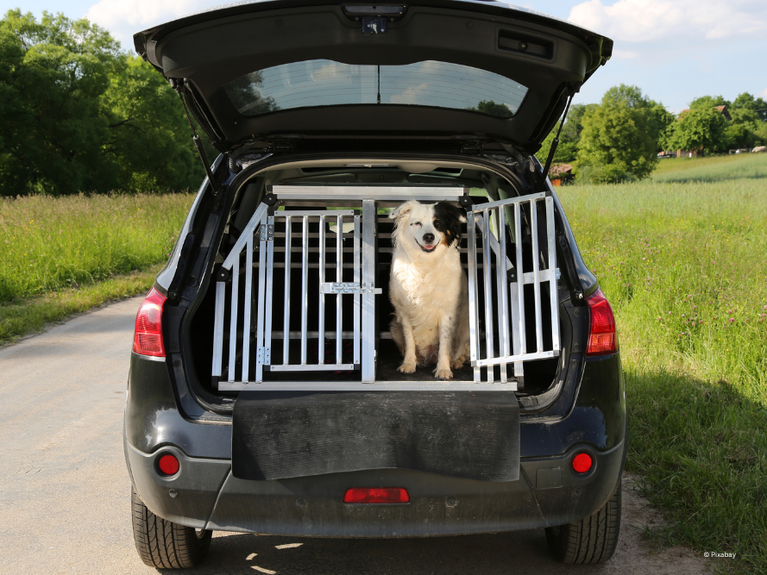 Reisen mit Hund