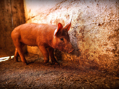 Schwein in Bucht