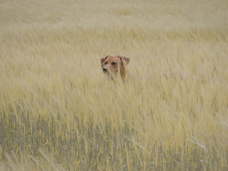 Hund in Wiese mit Getreide