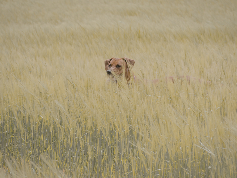 Hund in Wiese mit Getreide