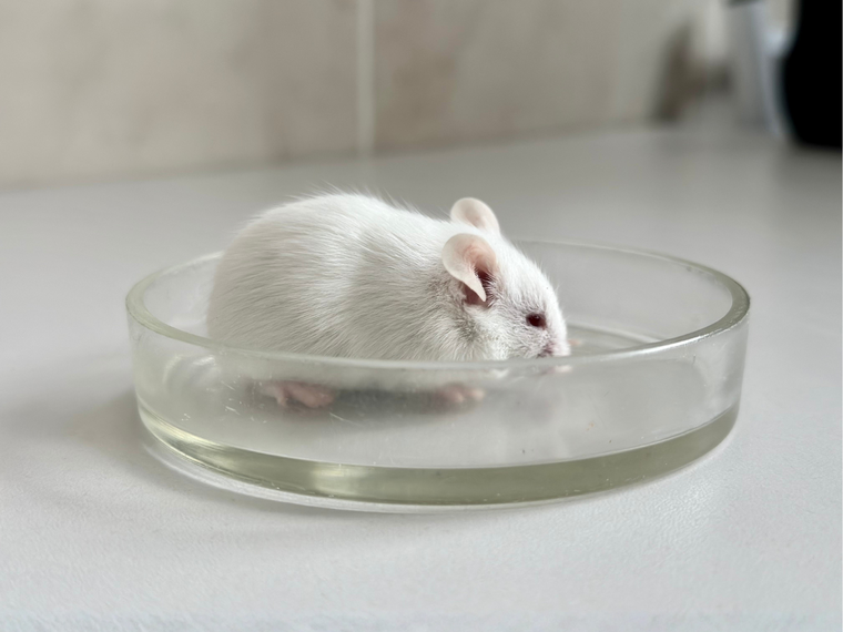 Weisse Maus in Glas