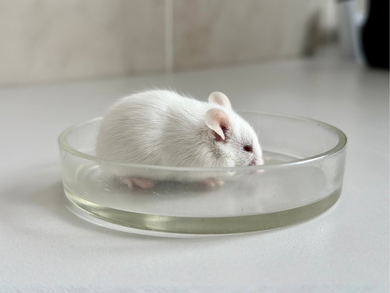 Weisse Maus in Glas