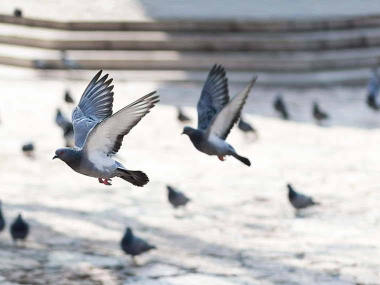 Stadttauben in der Stadt Zürich