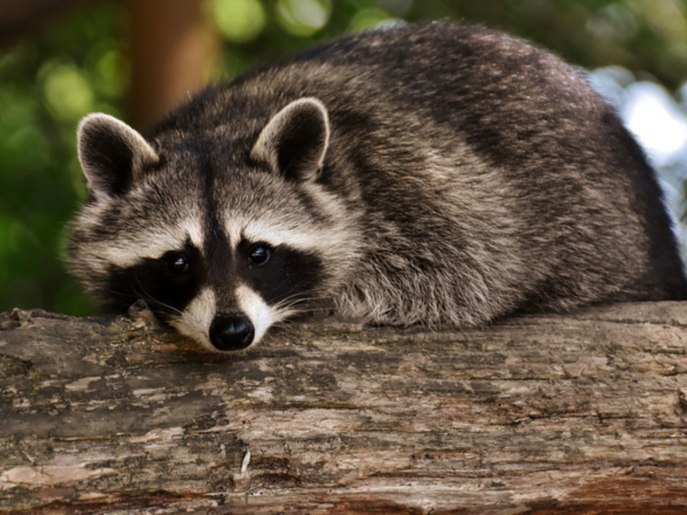 Waschbaer Portrait
