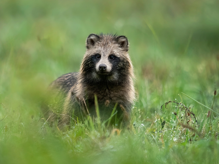 Waschbär im Gras bei Regen.png