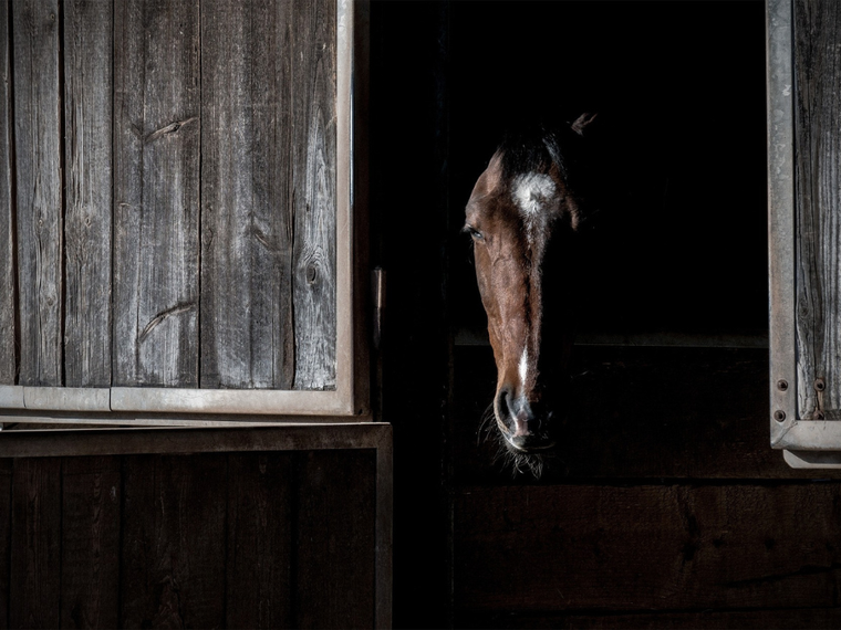 Pferd im Stall