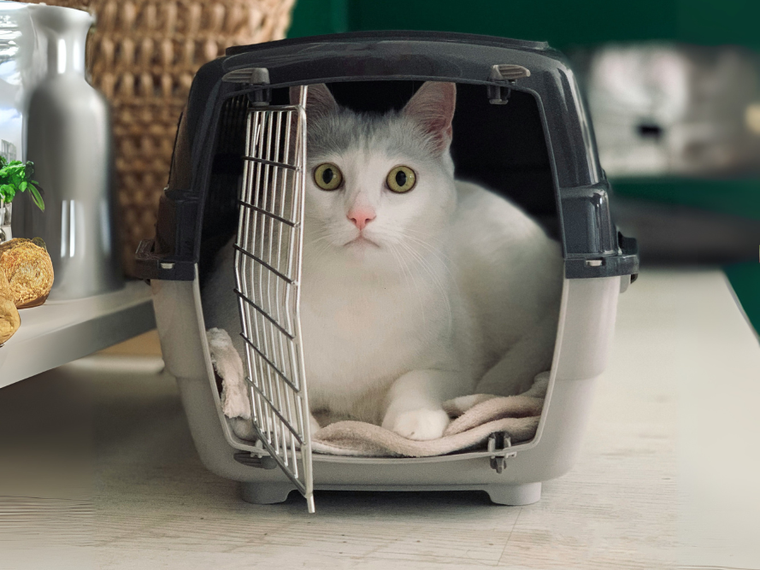 Katze