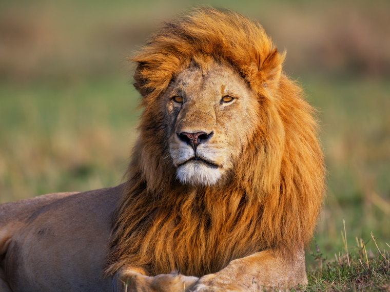 Löwe