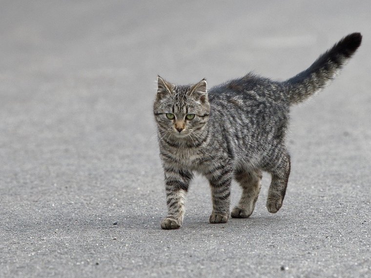 Katze auf der Strasse