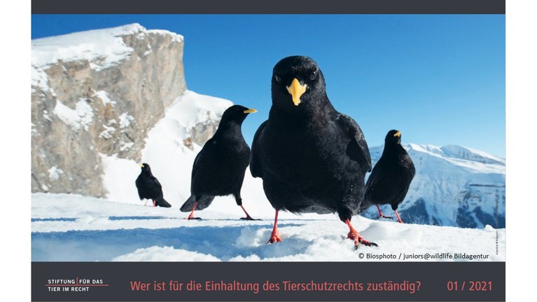 Bergdohle, Kalenderbild Januar 2021